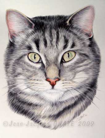 Portrait du chat gris tigr reproduit au crayon de couleur d'aprs sa photo
